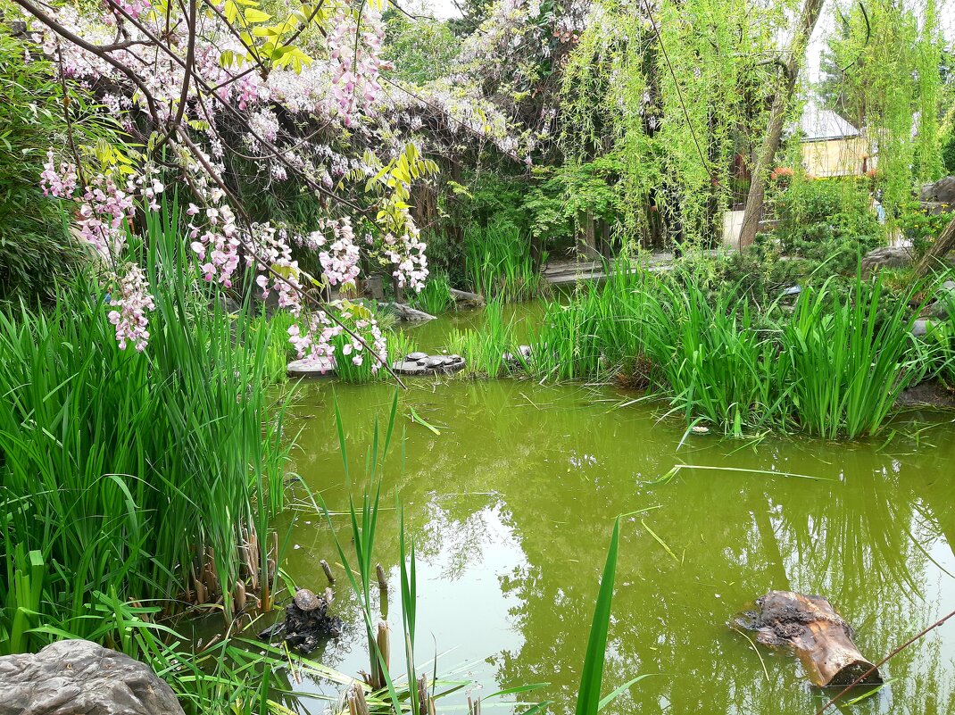 Глициния - Tata Wolf