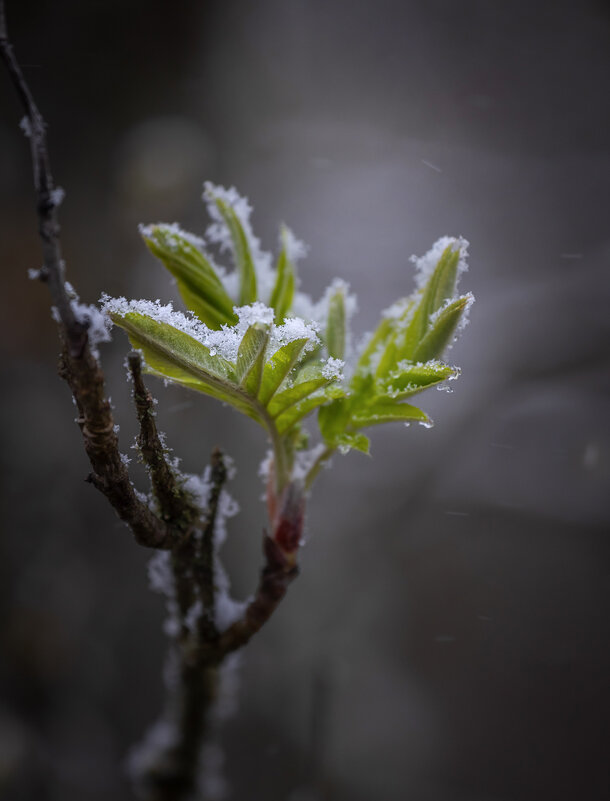 **** - Елизавета .