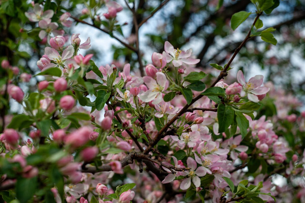 Яблони в цвету - Дмитрий Ряховский Яблони в цвету - Дмитрий Ряховский