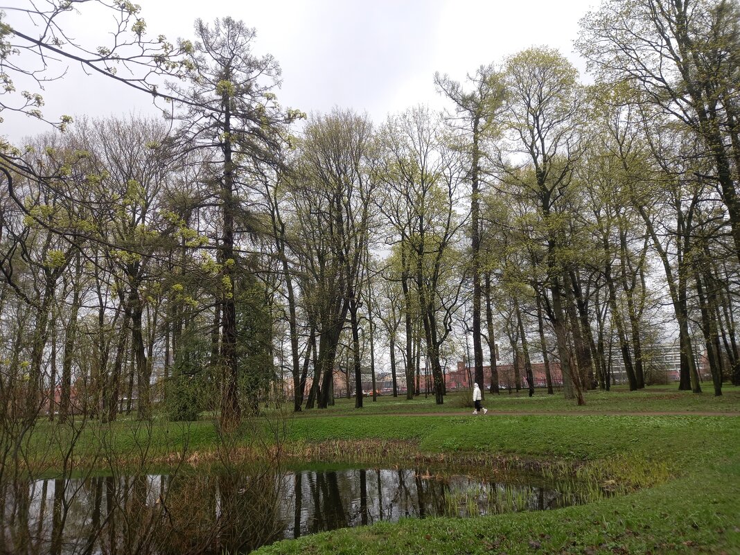 Весна - Сапсан 