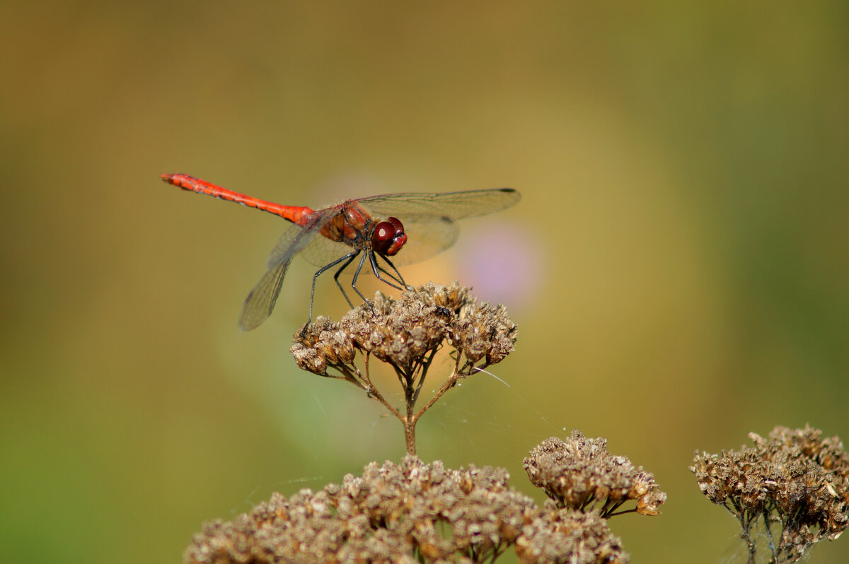 немного про стрекоз 11 - Александр Прокудин немного про стрекоз 11 - Александр Прокудин