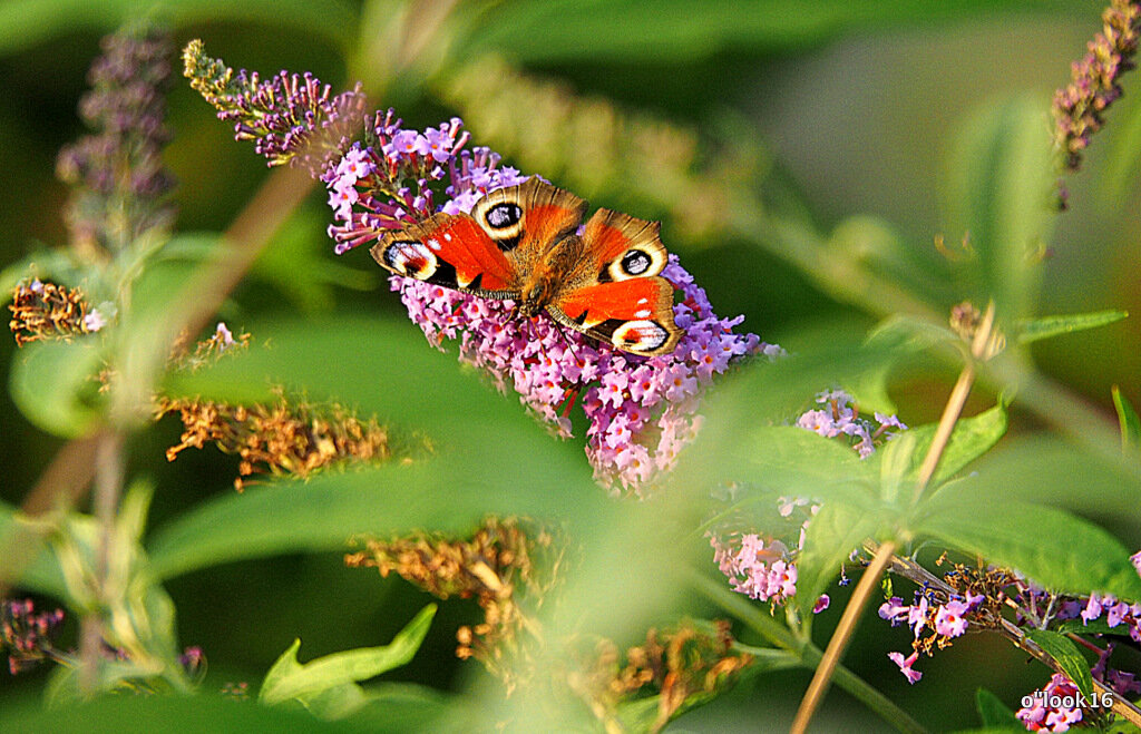 маленькие радости - Олег Лукьянов
