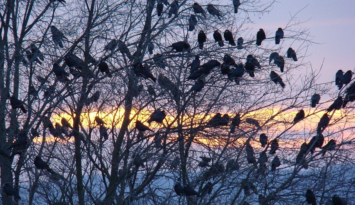 "Как обугленные груши, С деревьев тысячи грачей Сорвутся в лужи и обрушат Сухую грусть на дно о - Syntaxist (Светлана) "Как обугленные груши, С деревьев тысячи грачей Сорвутся в лужи и обрушат Сухую грусть на дно о - Syntaxist (Светлана)