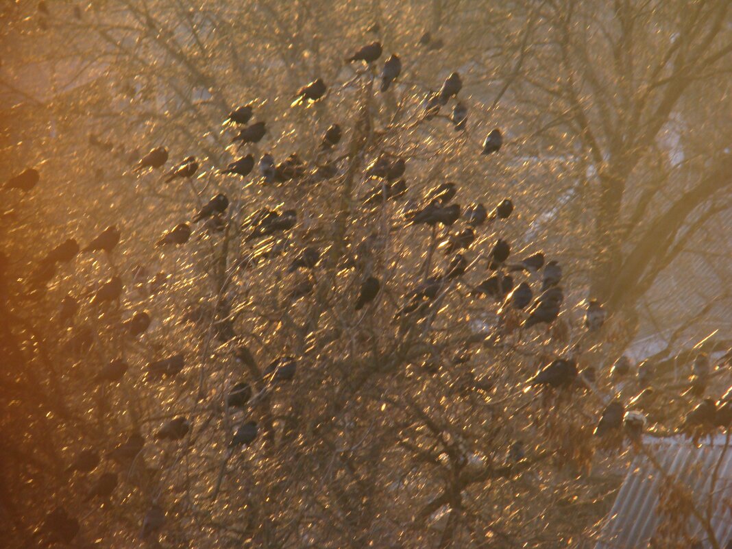 "Как обугленные груши, С деревьев тысячи грачей Сорвутся в лужи и обрушат Сухую грусть на дно о - Syntaxist (Светлана) "Как обугленные груши, С деревьев тысячи грачей Сорвутся в лужи и обрушат Сухую грусть на дно о - Syntaxist (Светлана)