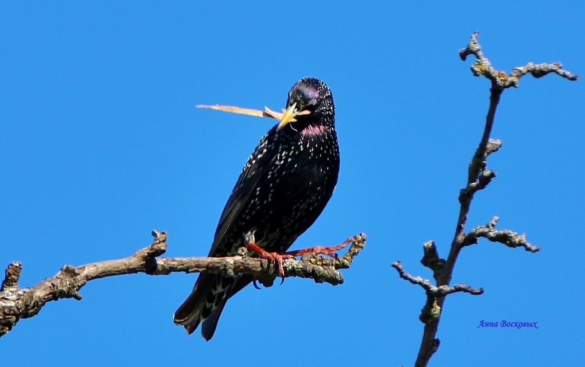 Скворец несёт в дупло подарок для любимой! - Восковых Анна Васильевна 