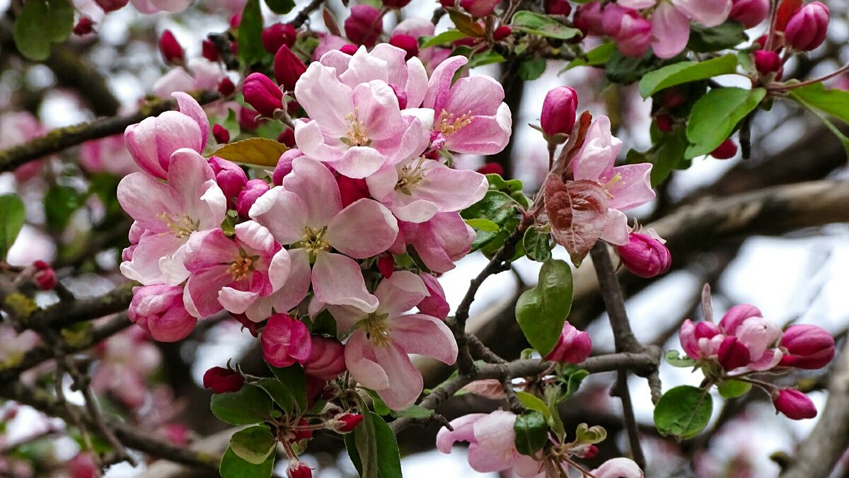 Цвет яблони - Милешкин Владимир Алексеевич 