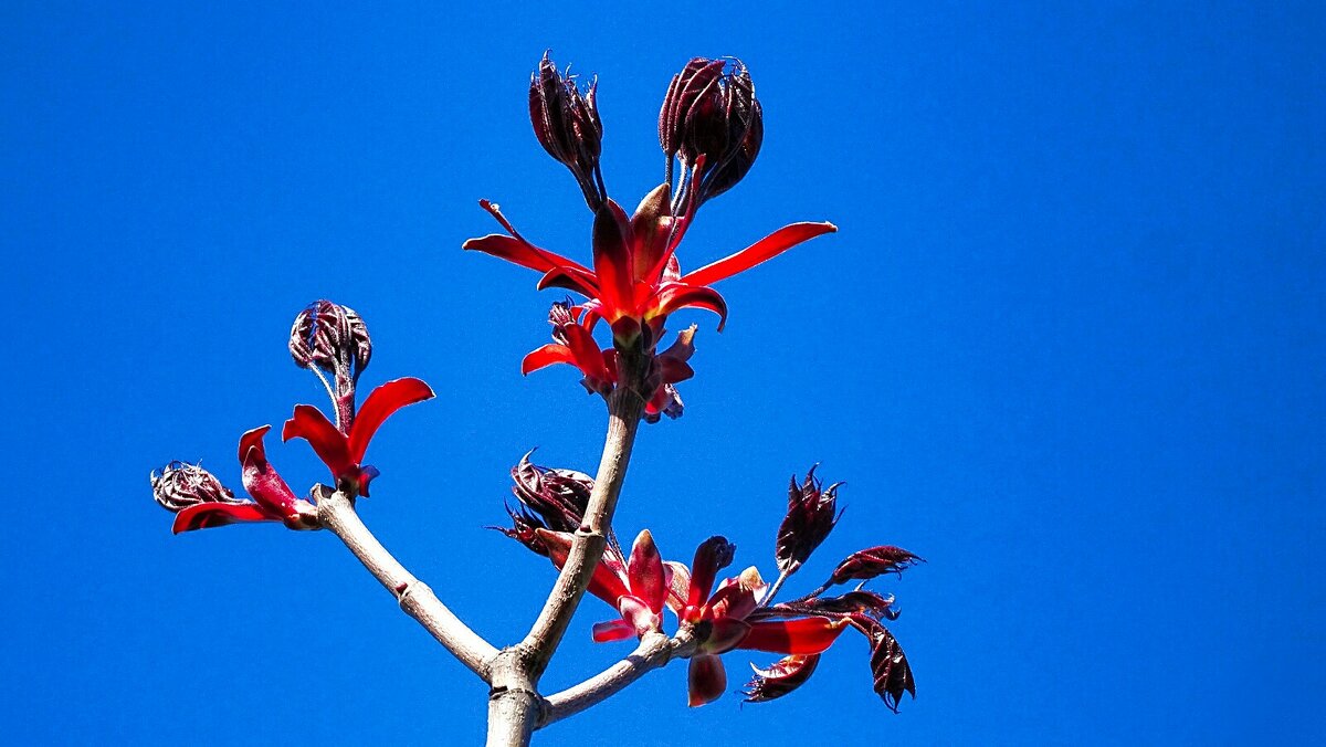 Ветка красного клёна - Милешкин Владимир Алексеевич Ветка красного клёна - Милешкин Владимир Алексеевич