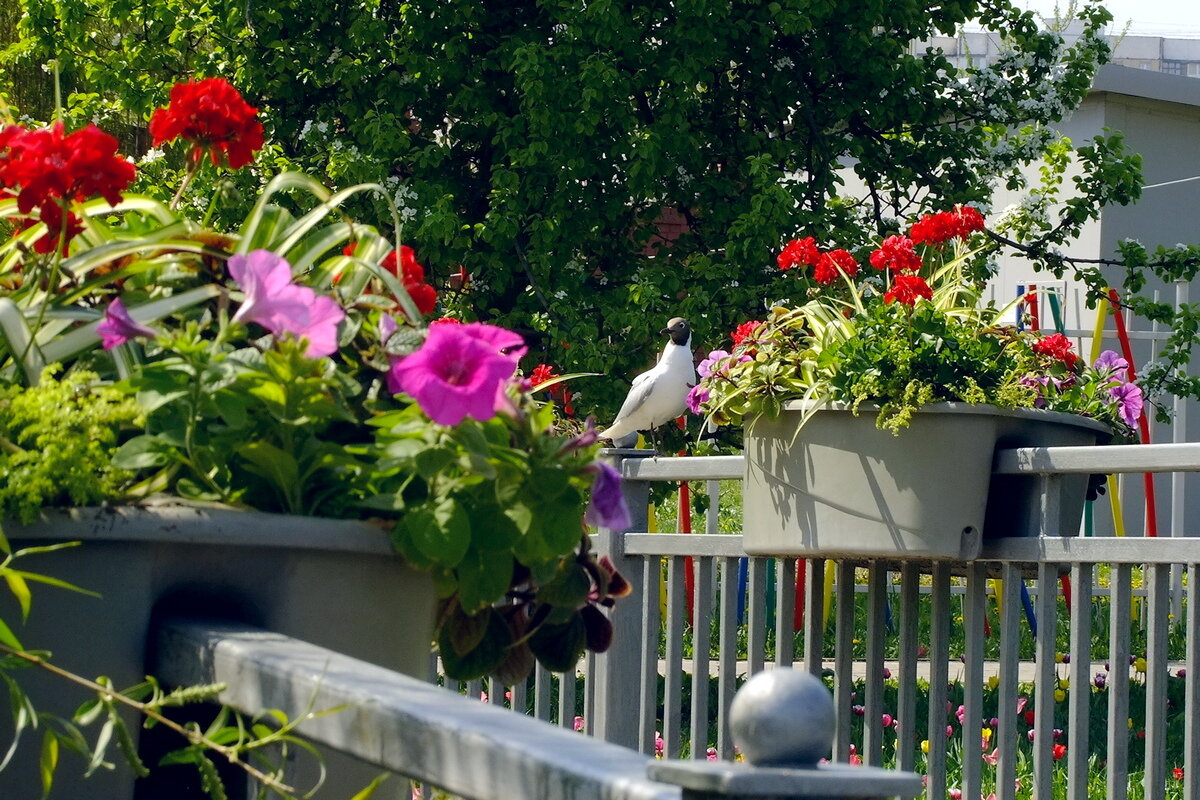 *** - Фёдор Меркурьев