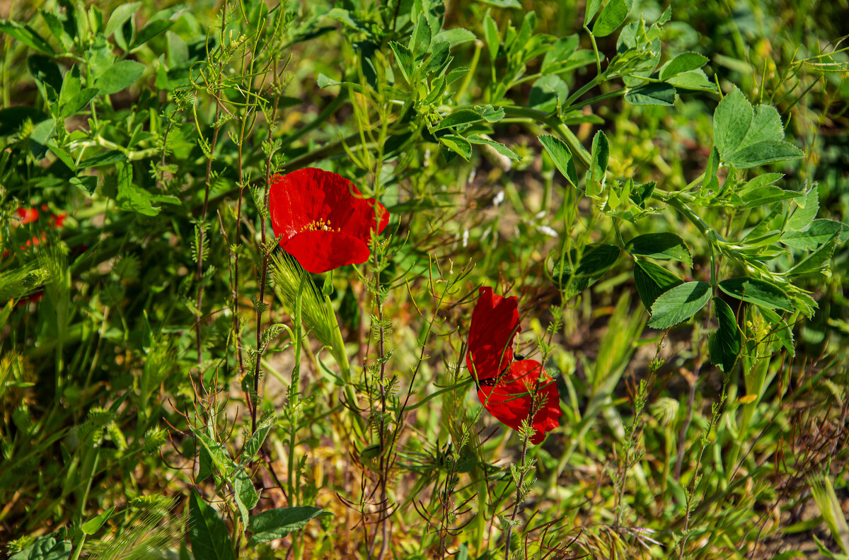 Маки - Анатолий Чикчирный Маки - Анатолий Чикчирный