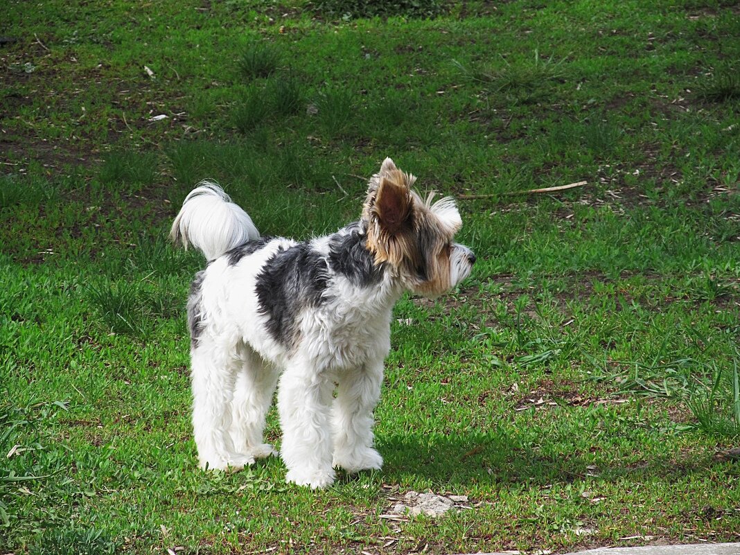 пёс - Елена Шаламова пёс - Елена Шаламова