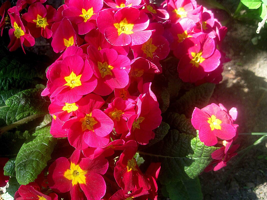 Примулы - Елена Семигина