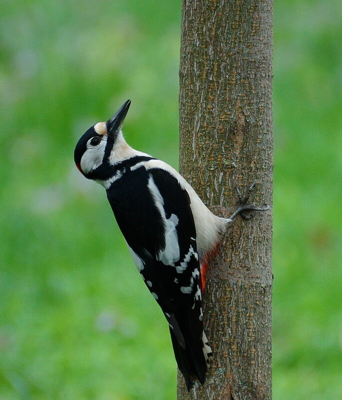 В парке... - Николай Саржанов