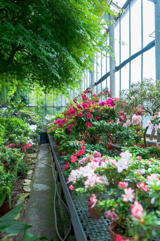 *** - Светлана . *** - Светлана .