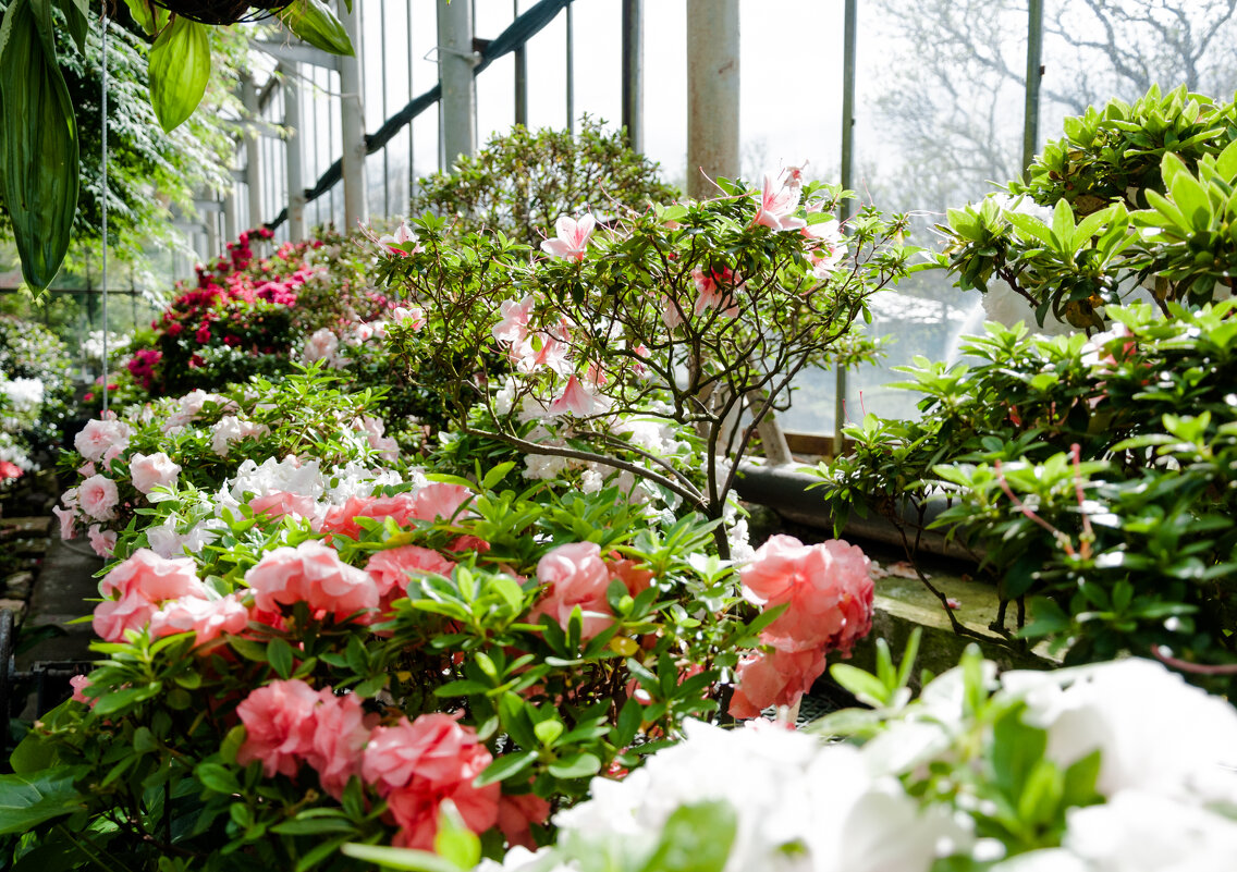 *** - Светлана . *** - Светлана .