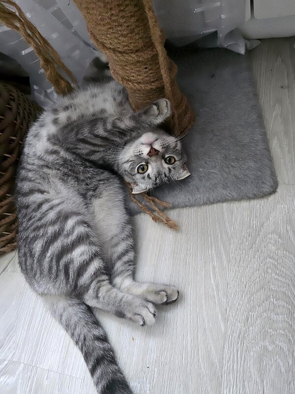 Шалун Боря - Ольга Довженко Шалун Боря - Ольга Довженко