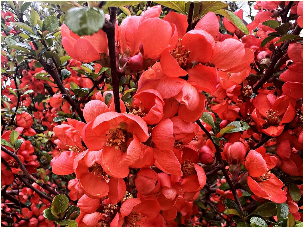 Цветёт айва японская. - Валерия Комова