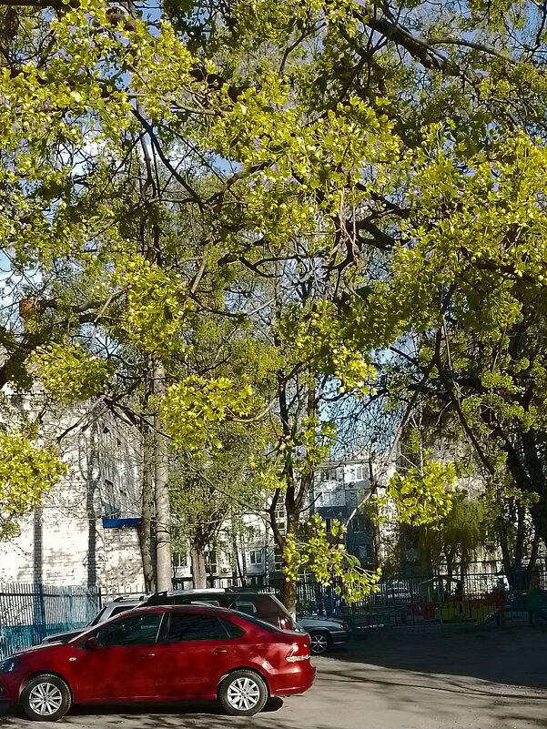 *** - Валентина Береснева *** - Валентина Береснева