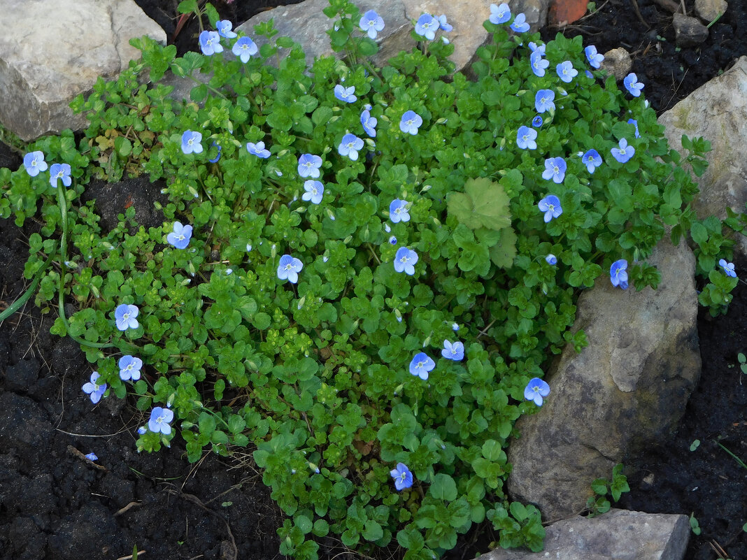 Вероника нитевидная - Наиля 