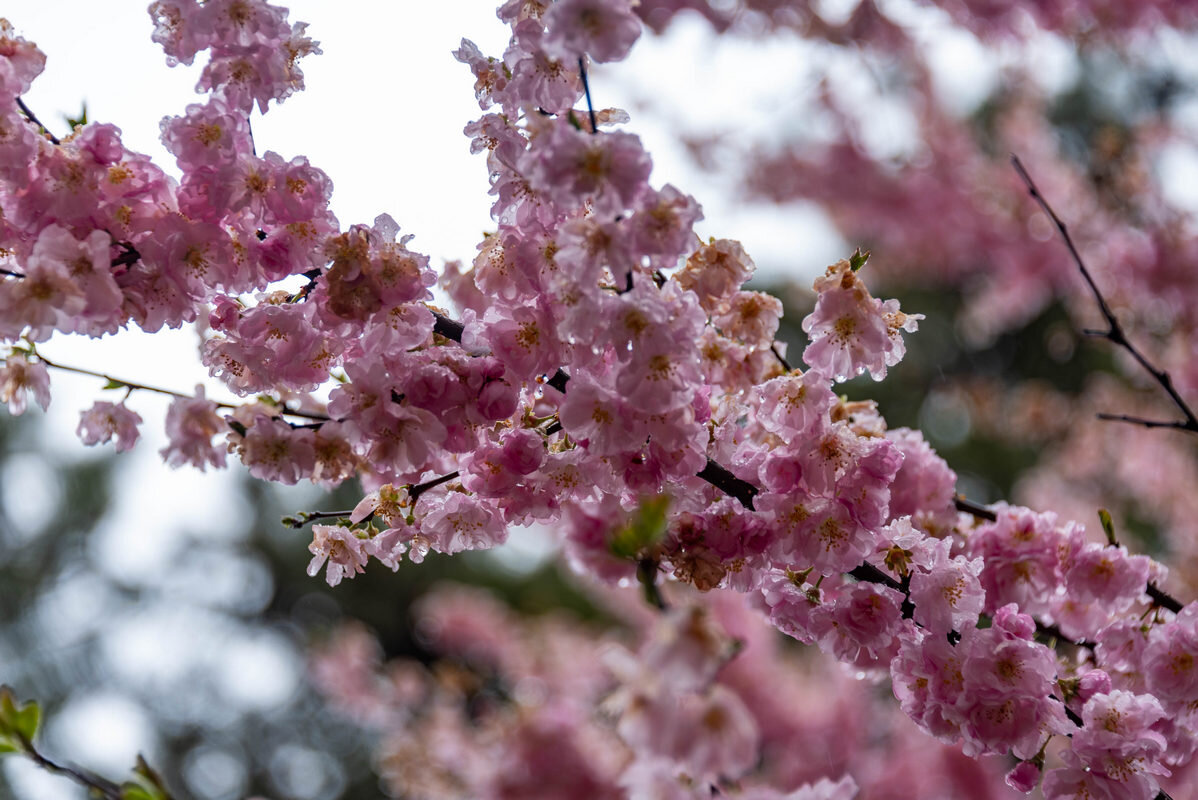 *** - Дмитрий Лупандин *** - Дмитрий Лупандин