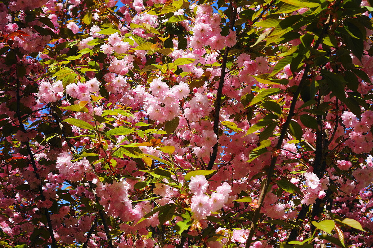 Цветет Вишня мелкопильчатая - Рита Симонова Цветет Вишня мелкопильчатая - Рита Симонова