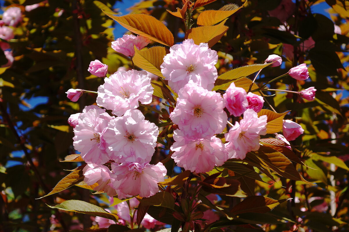 Цветет Вишня мелкопильчатая - Рита Симонова Цветет Вишня мелкопильчатая - Рита Симонова