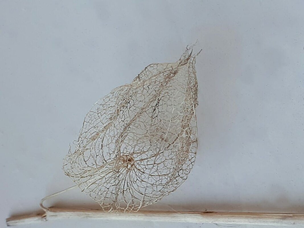 "Ню"...:)) - Надежда 