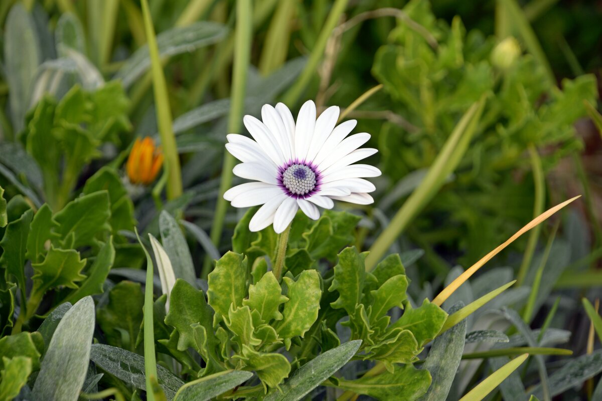 Остеоспермум - Oleg4618 Шутченко