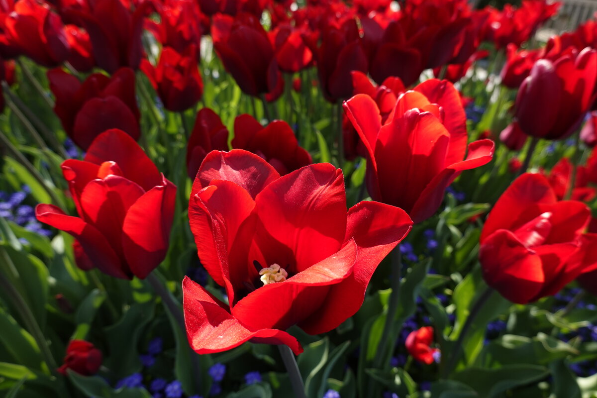 Красные тюльпаны - шёлковые чаши, По весне лазурной нет нежней и краше;... - Галина 