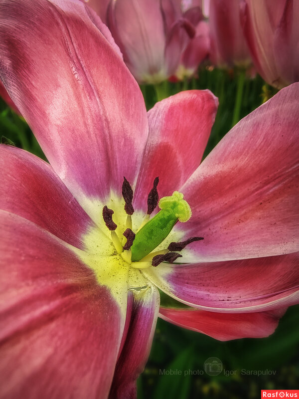 Пестик - Игорь Сарапулов Пестик - Игорь Сарапулов