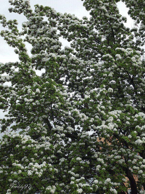 Груши буйное цветенье... - Freddy 97