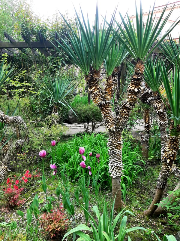 юкка - Tata Wolf