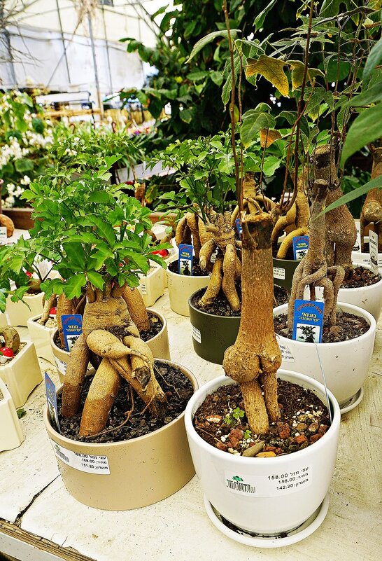 бансаи - Александр Корчемный