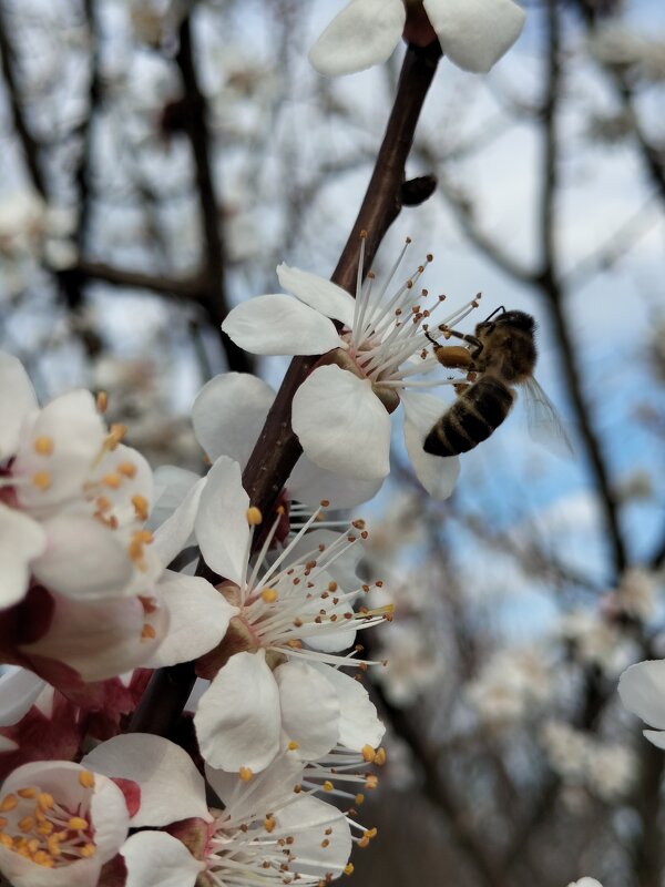 Пчела - Марина 