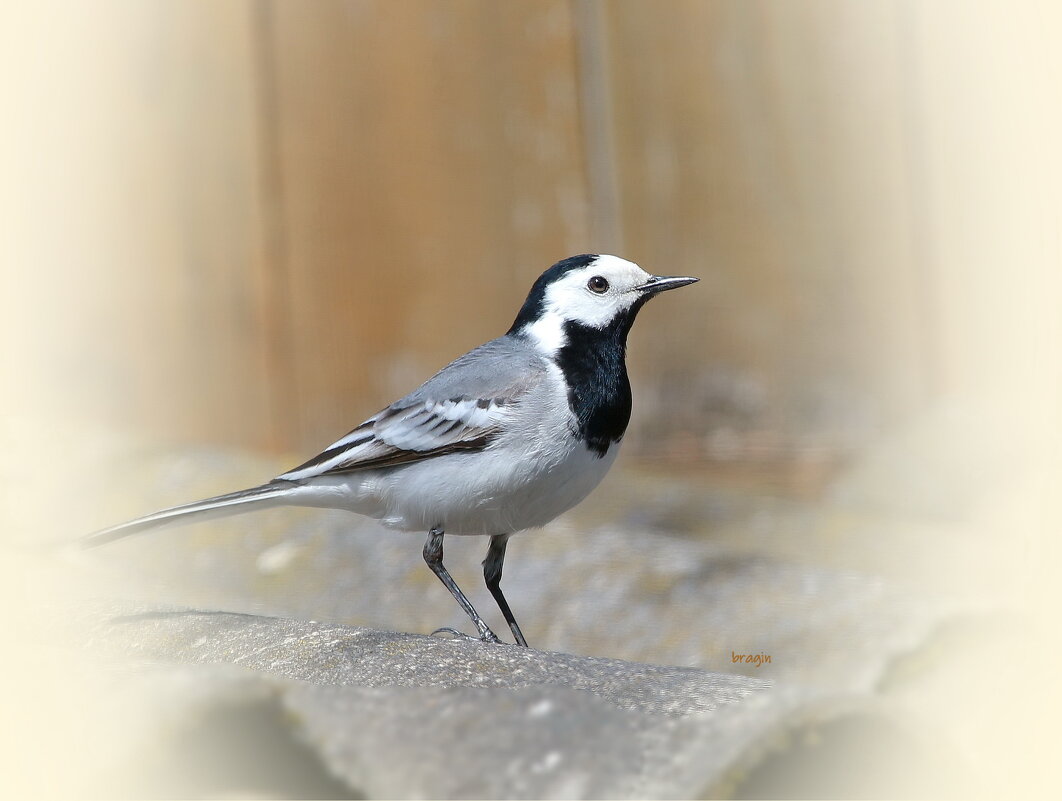 трясогуз - Andrey Bragin трясогуз - Andrey Bragin