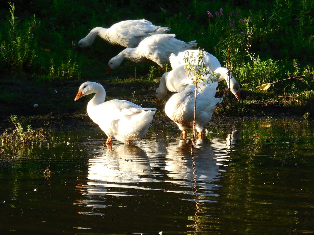 Гуси на пруду - Надежда Гуси на пруду - Надежда