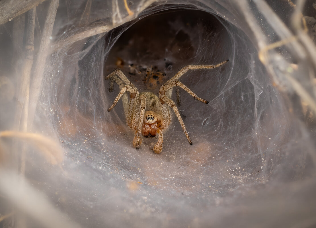В своей пещере.-).Воронковый паук. - Александр Григорьев В своей пещере.-).Воронковый паук. - Александр Григорьев