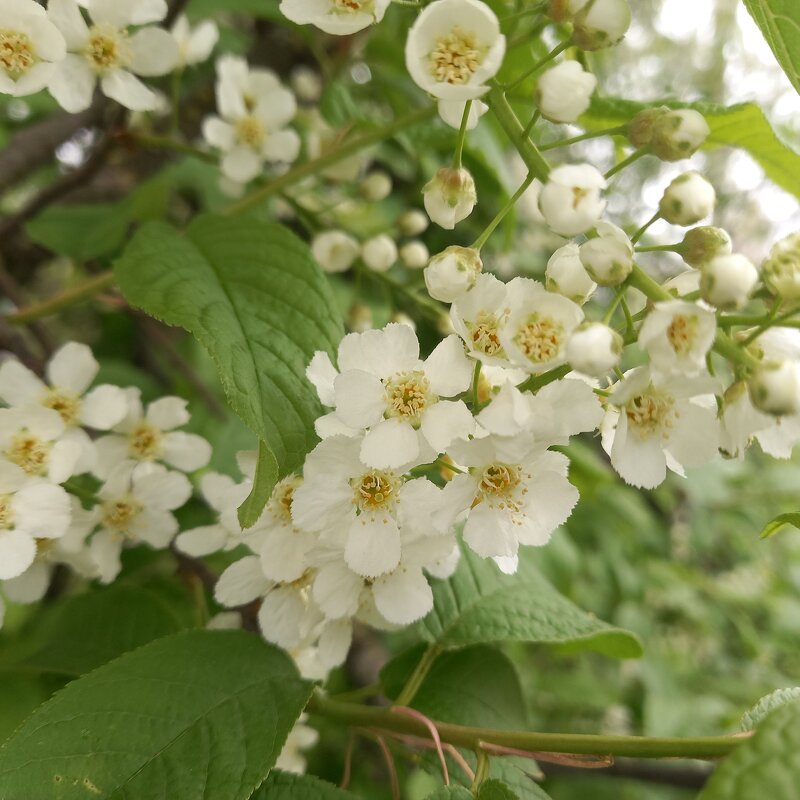 Черёмуха зацвела - BoxerMak Mak