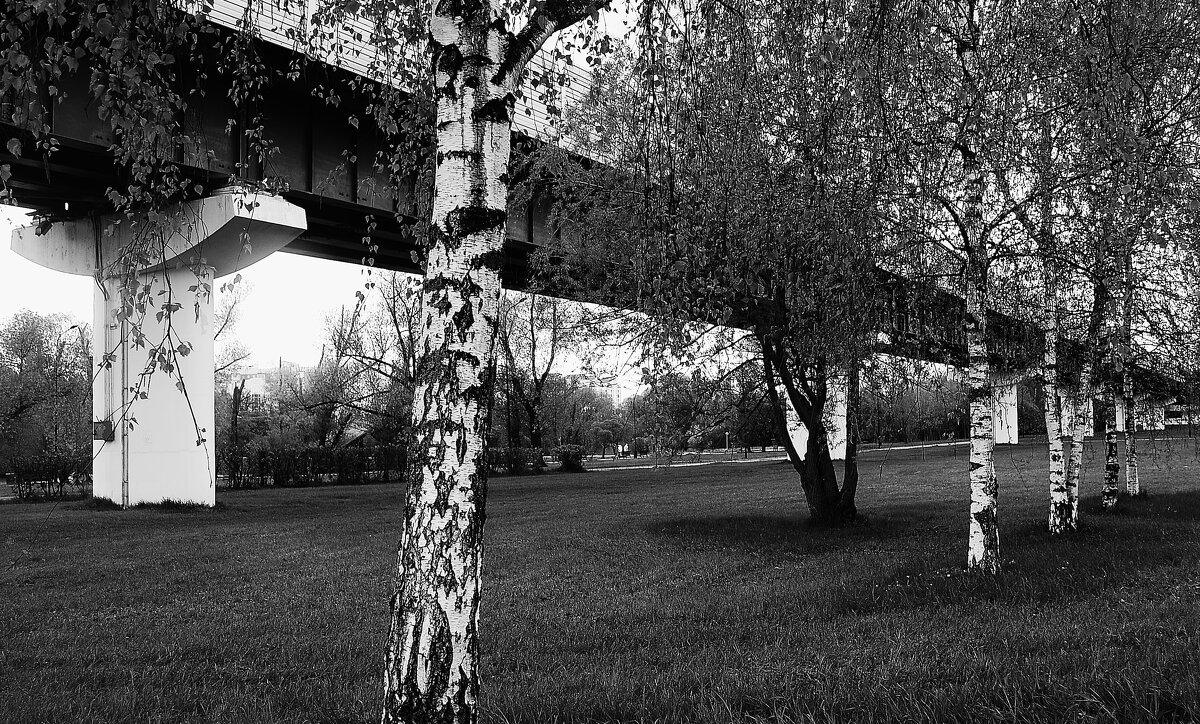 Белые вертикали. - Василий Палий Белые вертикали. - Василий Палий