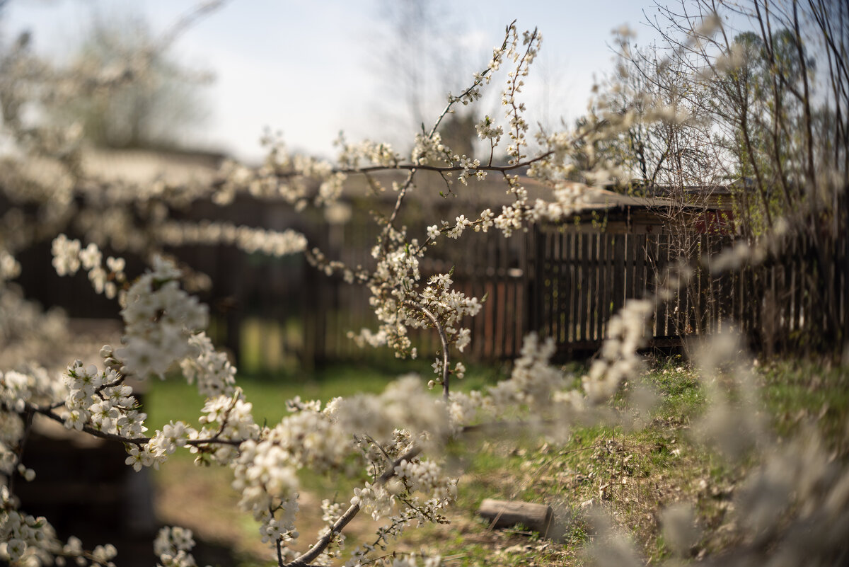 Цвет во всю - sorovey Sol