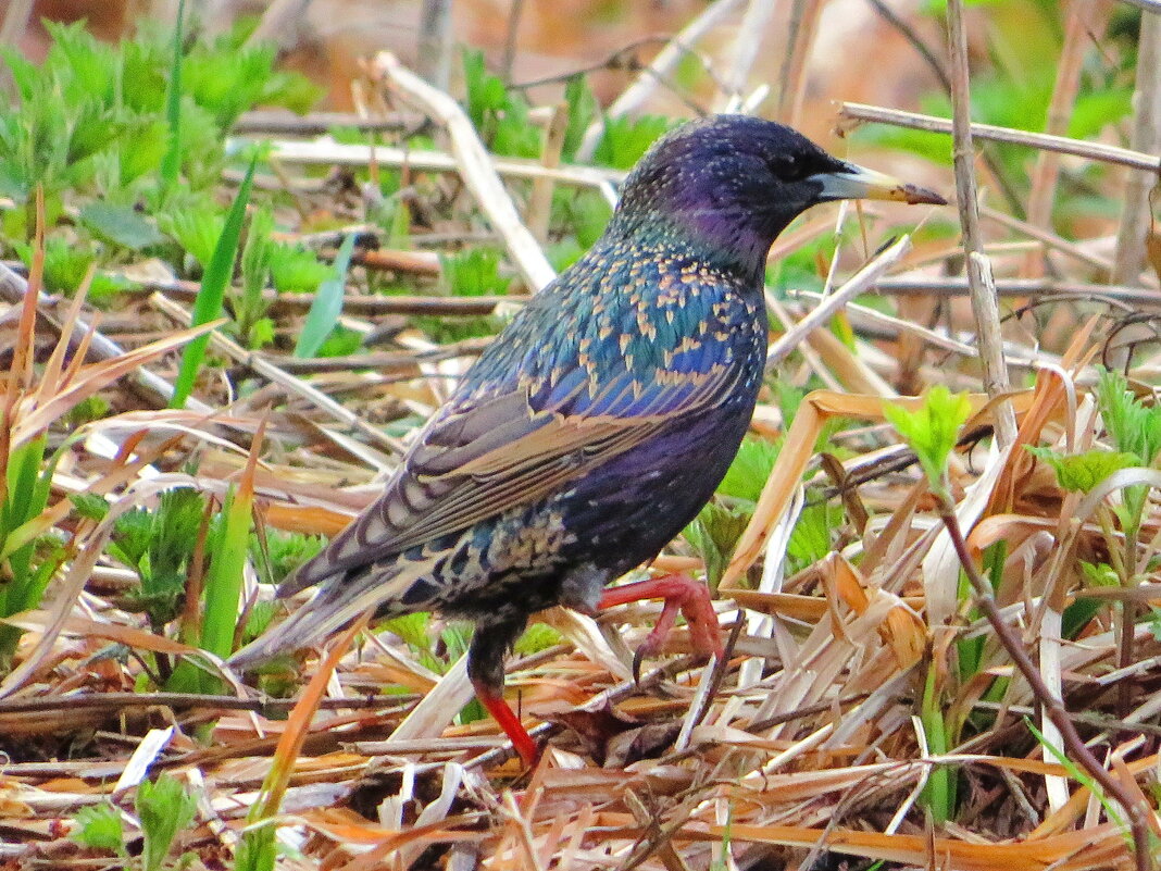 Шагая по траве - Андрей Снегерёв Шагая по траве - Андрей Снегерёв