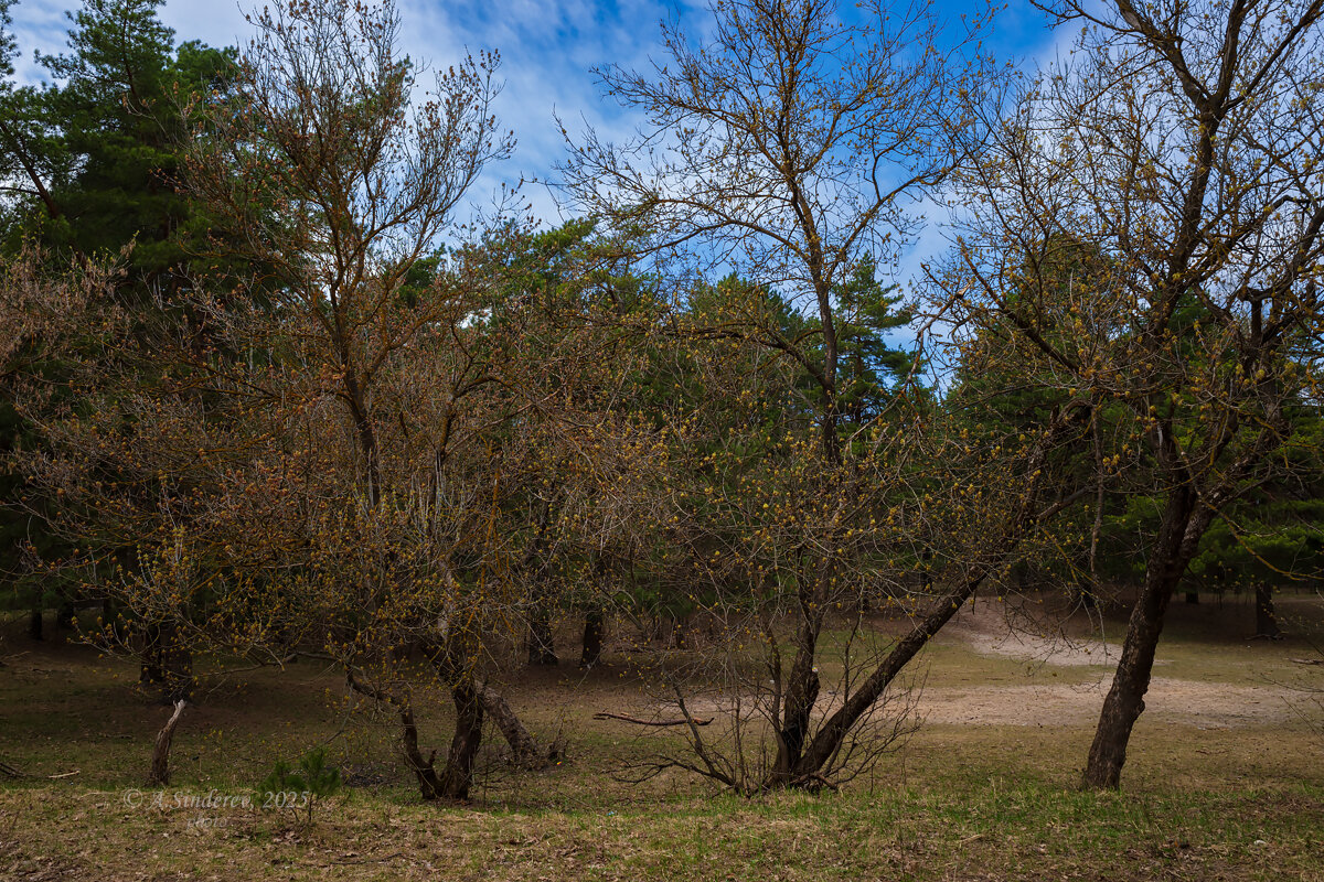 Апрельский пейзаж - Александр Синдерёв Апрельский пейзаж - Александр Синдерёв