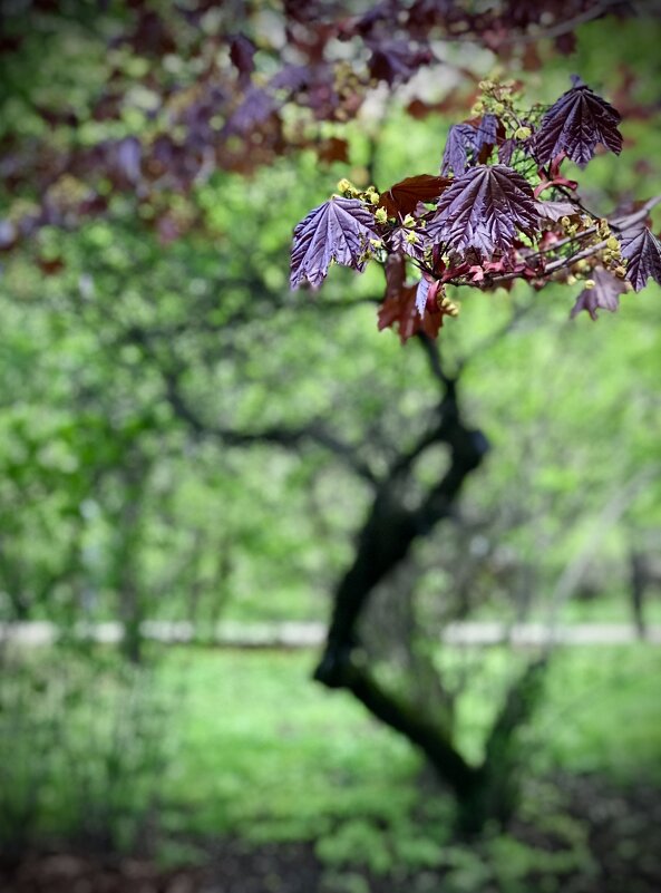 Молодо- не только зелено!) - Любовь 