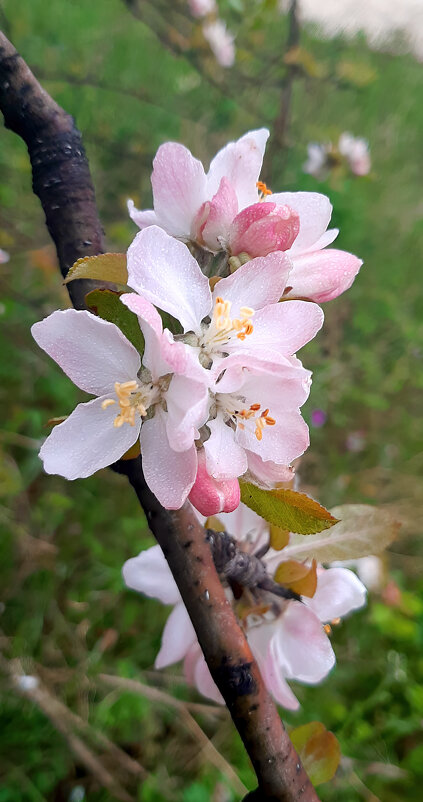 Соцветие - Геннадий Б