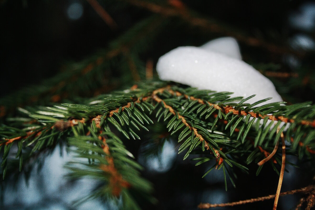 Зимний этюд. - Вячеслав. Синицын