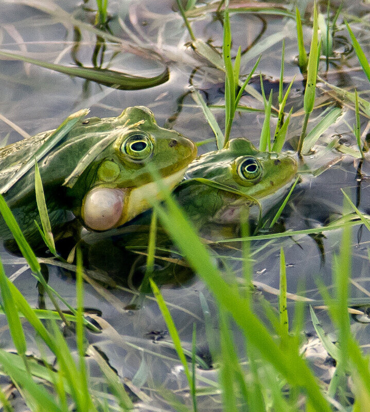 Ну вот поели, теперь можно и жениться) - Дмитрий Балашов