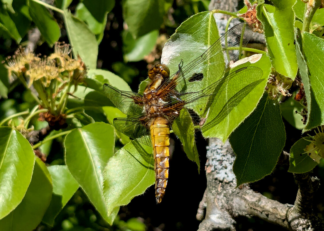 Стрекозы, снятые сегодня 2 - Александр Прокудин