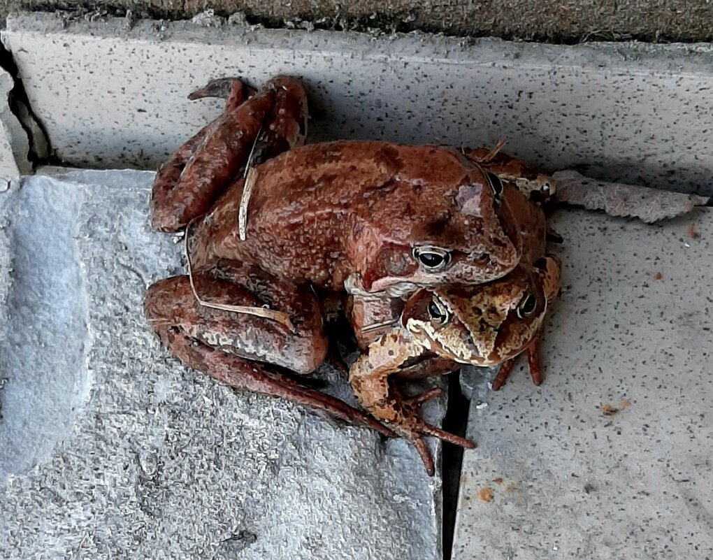 Про апрель - Наталья Герасимова Про апрель - Наталья Герасимова