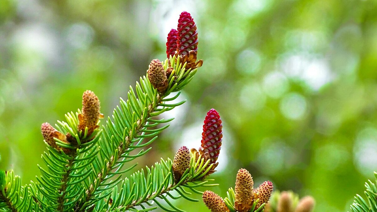 Молодые шишки на ели. - Милешкин Владимир Алексеевич Молодые шишки на ели. - Милешкин Владимир Алексеевич