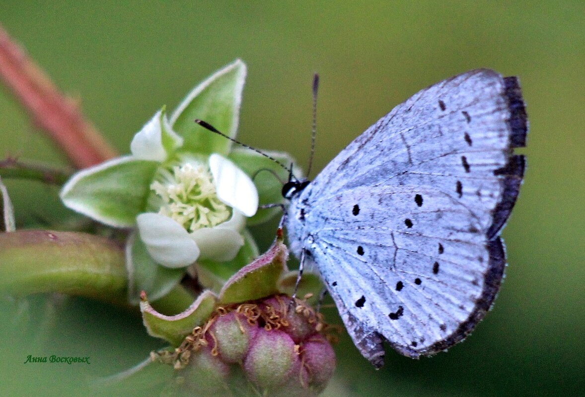 Бабочка Голубянка. - Восковых Анна Васильевна 
