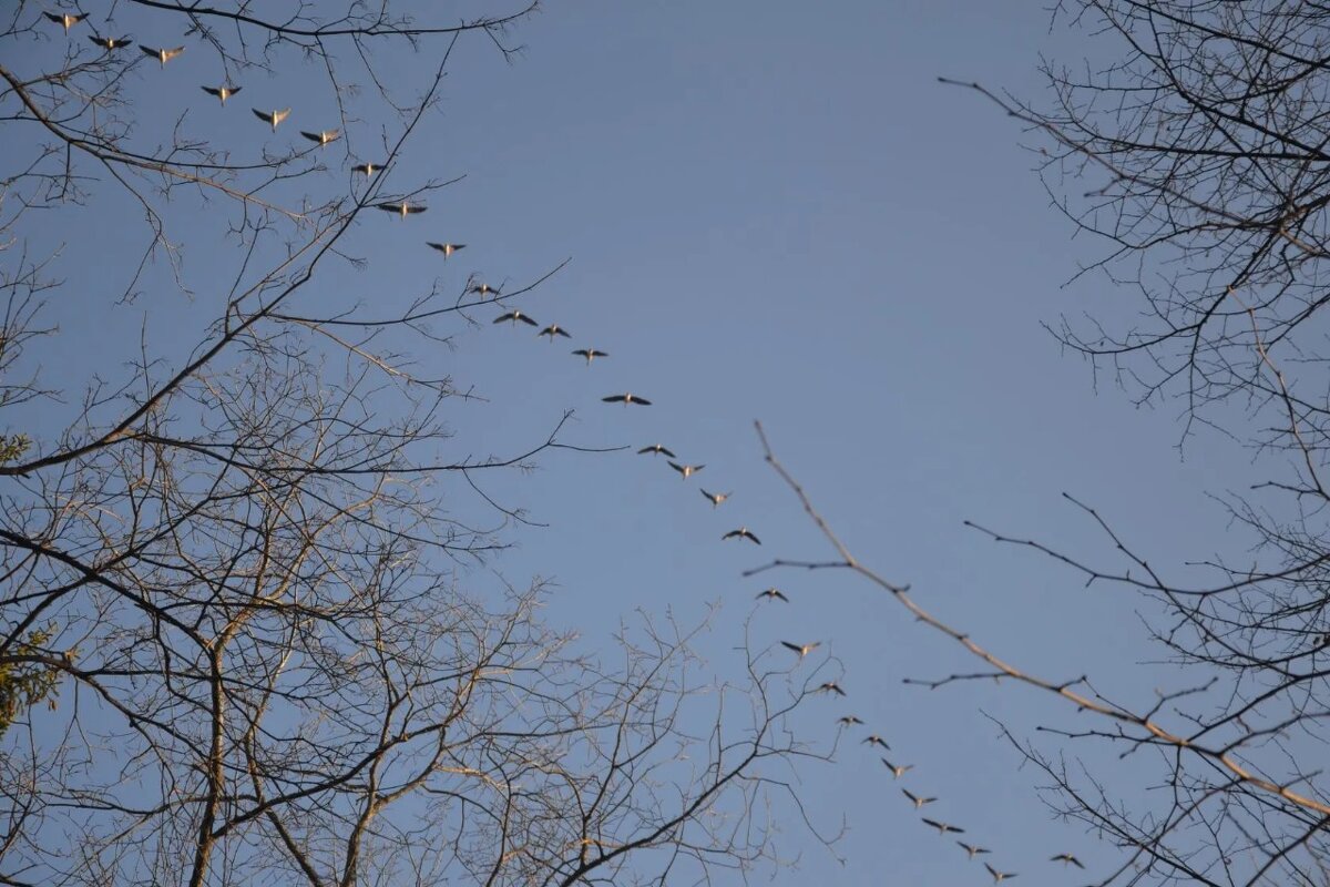 "Летят перелётные птицы". - Надежда 